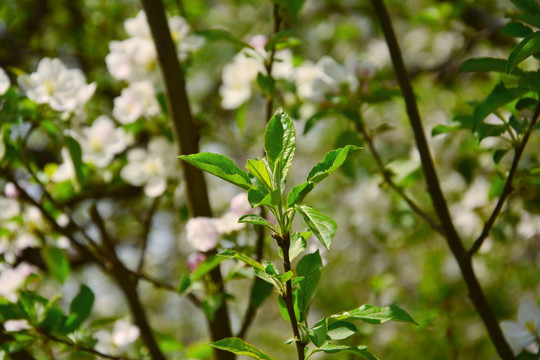 苹果花