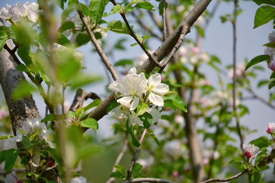 苹果花