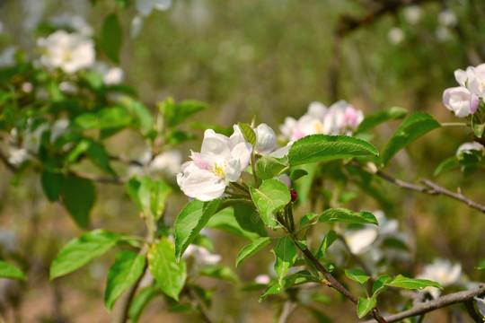 苹果花