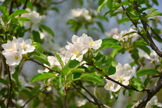 苹果花