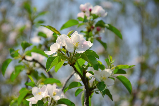 苹果花