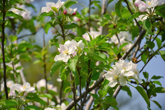 苹果花