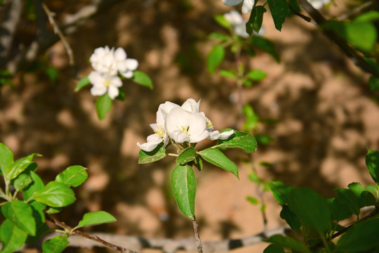 苹果花