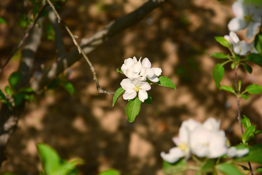 苹果花