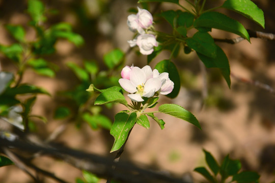 苹果花