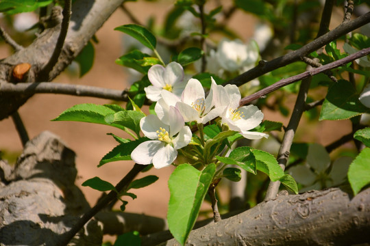 苹果花