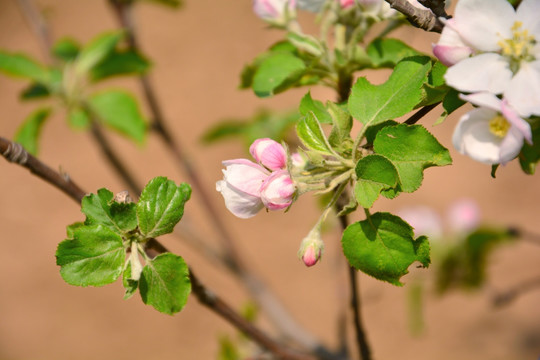 苹果花