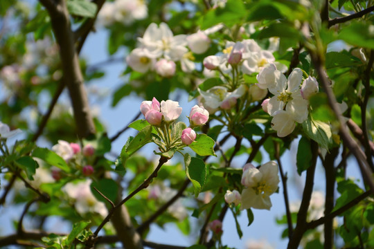 苹果花