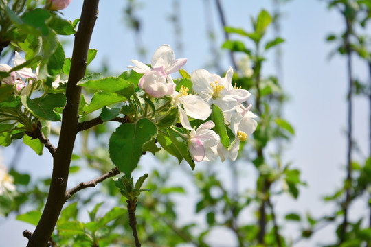 苹果花