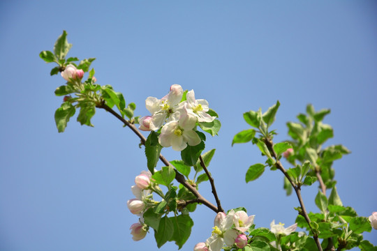 苹果花