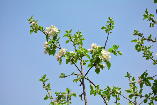 苹果花