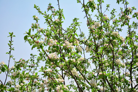 苹果花