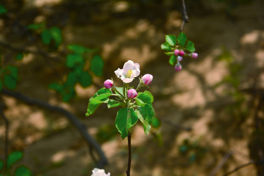 苹果花