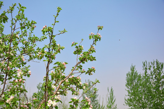 苹果花