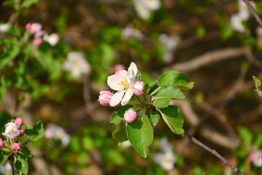 苹果花