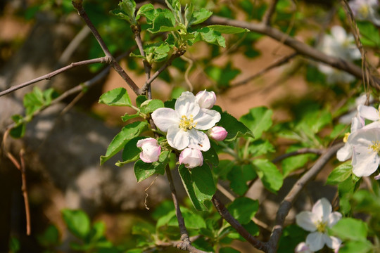 花