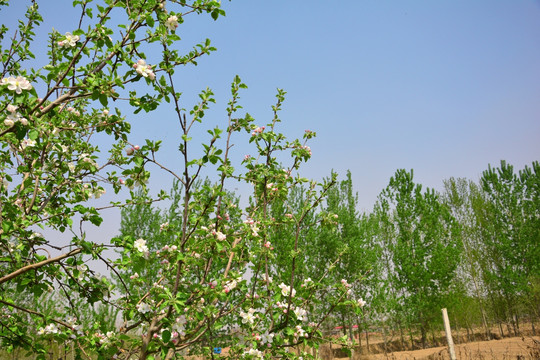 苹果花