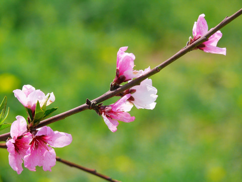 桃花