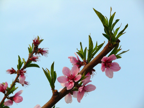 桃花