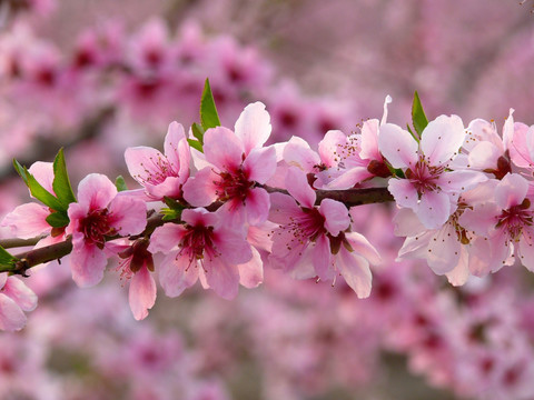 桃花