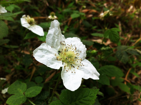 野草莓花