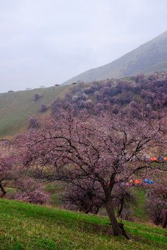 山野