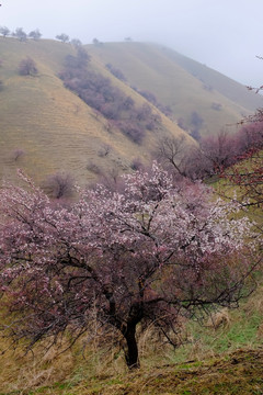 野杏树