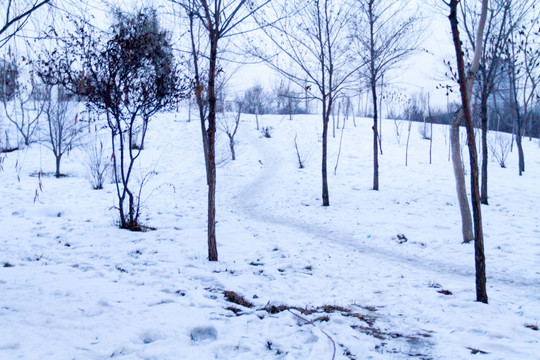 冬天的树林 白雪