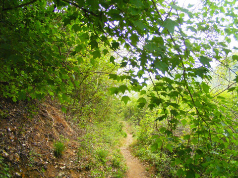 春天 山里的小路