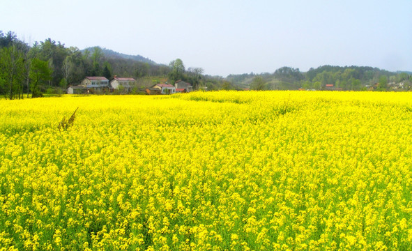 开满油菜花的田野