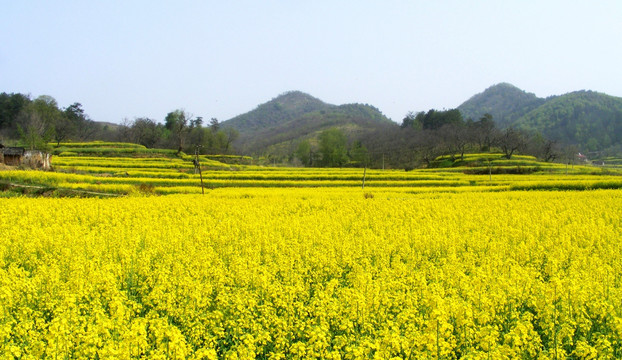 开满油菜花的田野