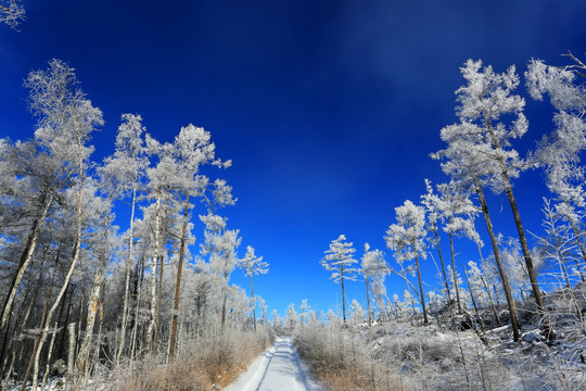 森林雪路图