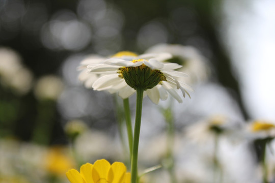 菊花丛