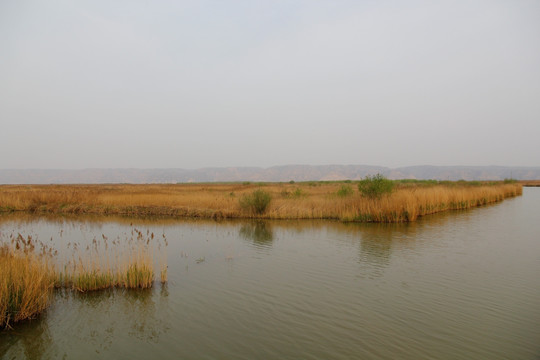 黄河湿地