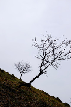 野杏树