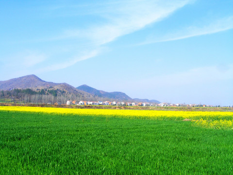 开满油菜花的田野