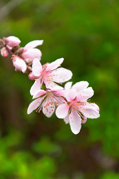 粉红桃花