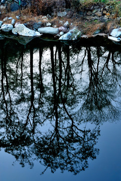 梦幻树影倒映在池塘