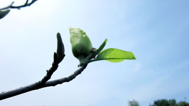 玉兰花 花苞