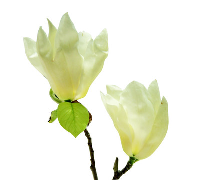 玉蘭花（TIF合成）