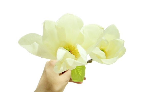 玉蘭花（TIF合成）
