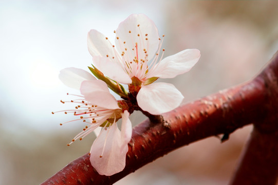 桃花