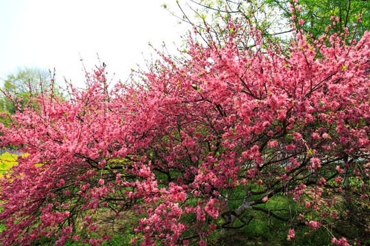 菊花桃