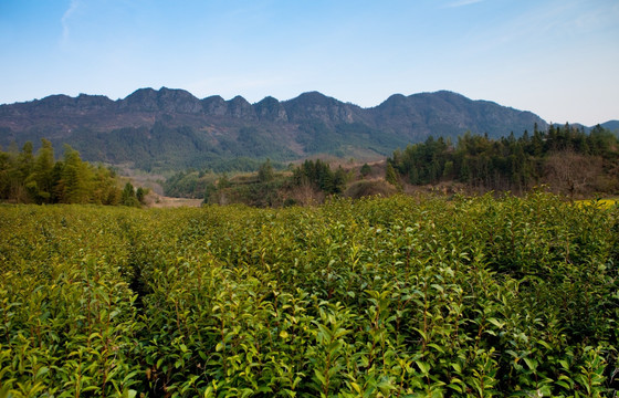 茶园（高清）