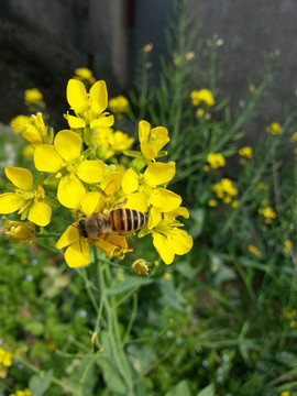 油菜花