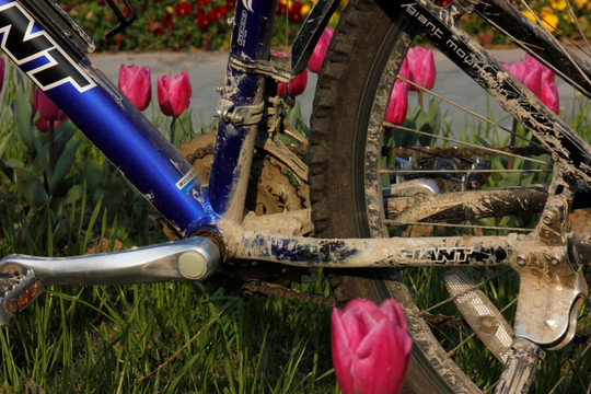 粉色郁金香与自行车