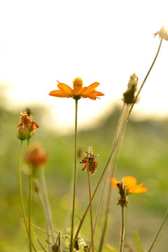 花束