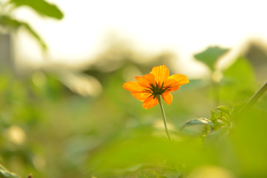 格桑花