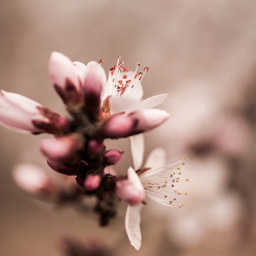 杏花 方片 花蕾 花苞