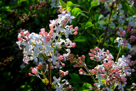 丁香花